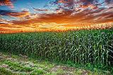 Cornfield At Sunrise_P1170512-4v2